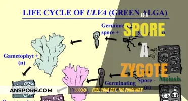 Are Spores and Zygotes the Same? Unraveling the Mystery