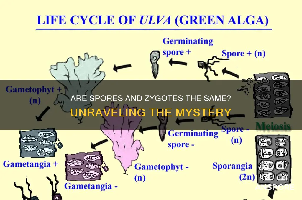 is a spore a zygote