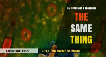 Spore vs. Sporangia: Understanding the Difference in Fungal Reproduction