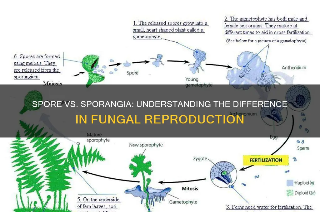 is a spore and a sporangia the same thing