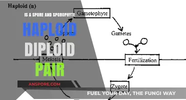 Understanding Spores and Sporophytes: Haploid-Diploid Relationship Explained