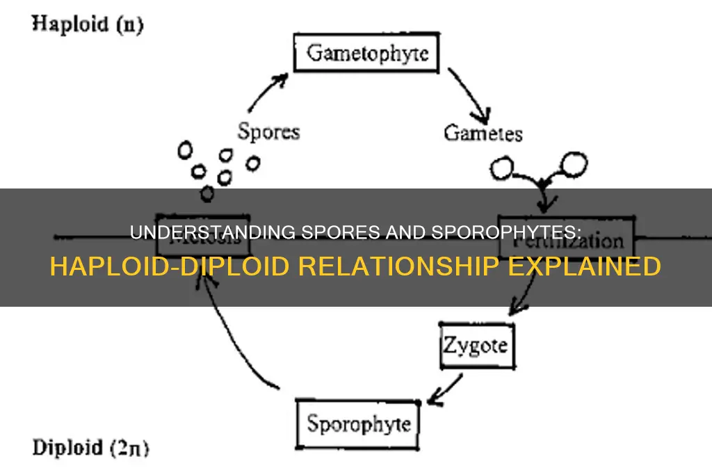 is a spore and sporophyte haploid diploid pair