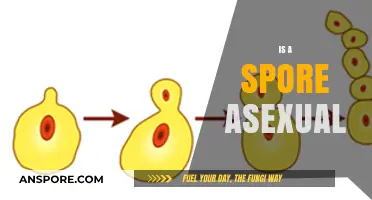 Are Spores Asexual? Unraveling the Mystery of Spore Reproduction