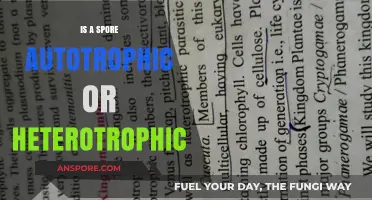 Are Spores Autotrophic or Heterotrophic? Unraveling Their Nutritional Secrets