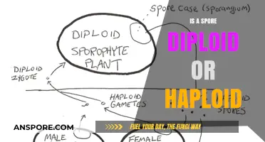 Understanding Spore Ploidy: Are Spores Diploid or Haploid?