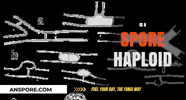 Are Spores Haploid? Unraveling the Genetic Nature of Fungal Spores