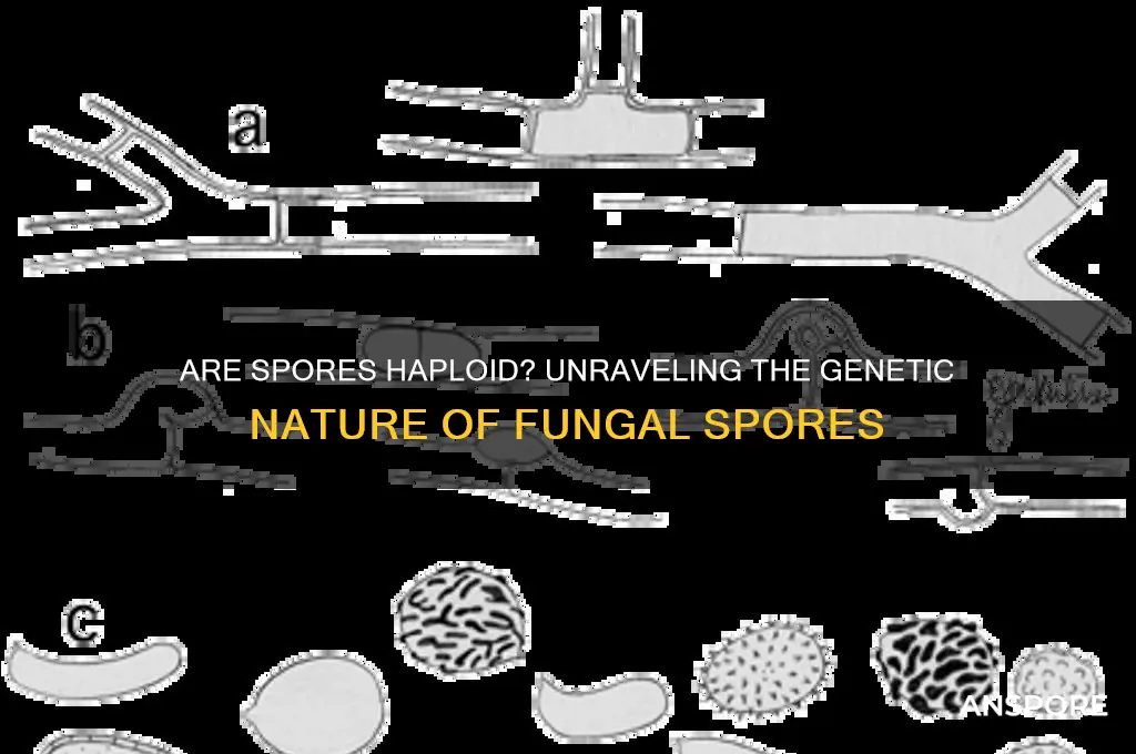 is a spore haploid