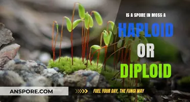 Understanding Moss Spores: Haploid or Diploid? A Detailed Explanation