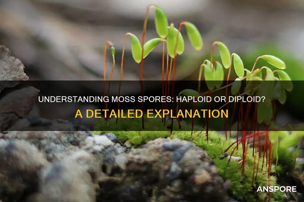 is a spore in moss a haploid or diploid