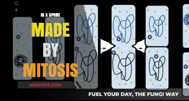 Are Spores Produced by Mitosis? Unraveling the Science Behind Reproduction