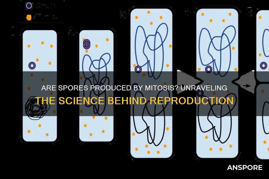 is a spore made by mitosis