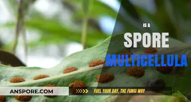 Are Spores Multicellular? Unraveling the Mystery of Their Structure
