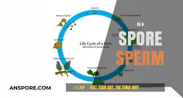 Are Spores and Sperm Related? Unraveling the Biological Confusion