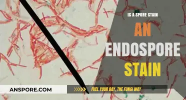 Is Spore Stain the Same as Endospore Stain? Key Differences Explained