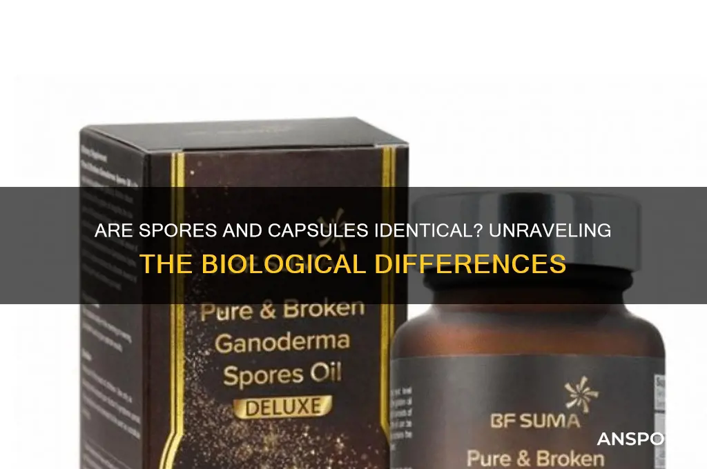 is a spore the same thing as a capsule