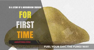 Is a Mushroom Stem Enough for First-Time Foragers? A Guide