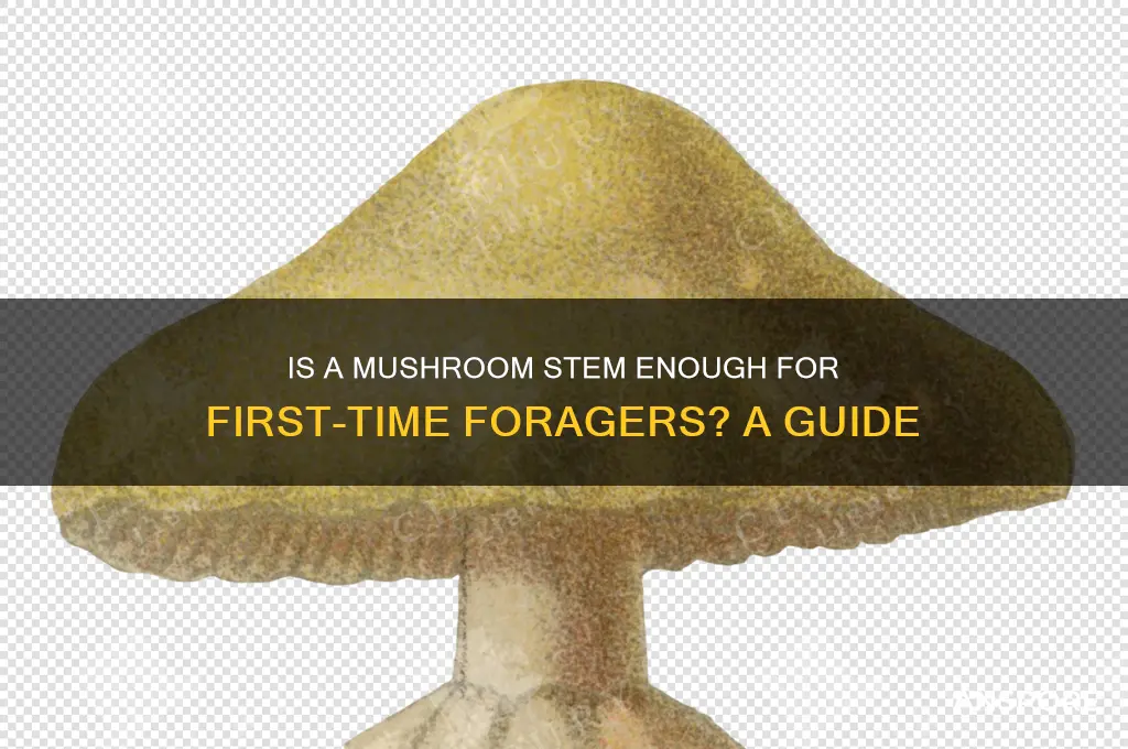 is a stem of a mushroom enough for first time