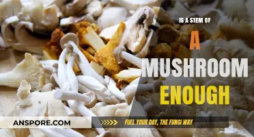 Is a Mushroom Stem Enough? Exploring Its Uses and Value
