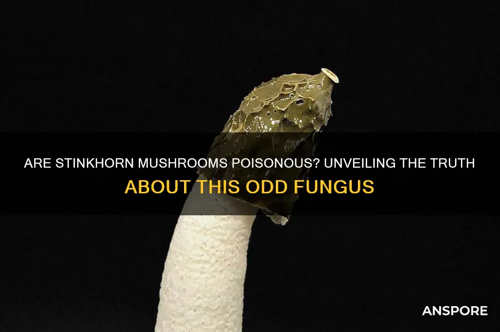 is a stinkhorn mushroom poisonous