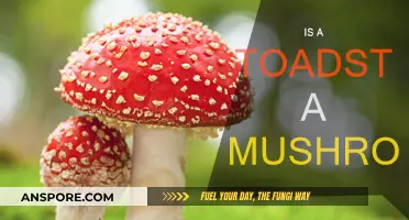 Toadstools: Are They Mushrooms or Not?