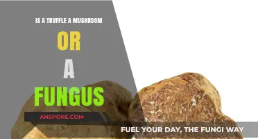 Truffles Unveiled: Mushroom, Fungus, or Culinary Treasure?