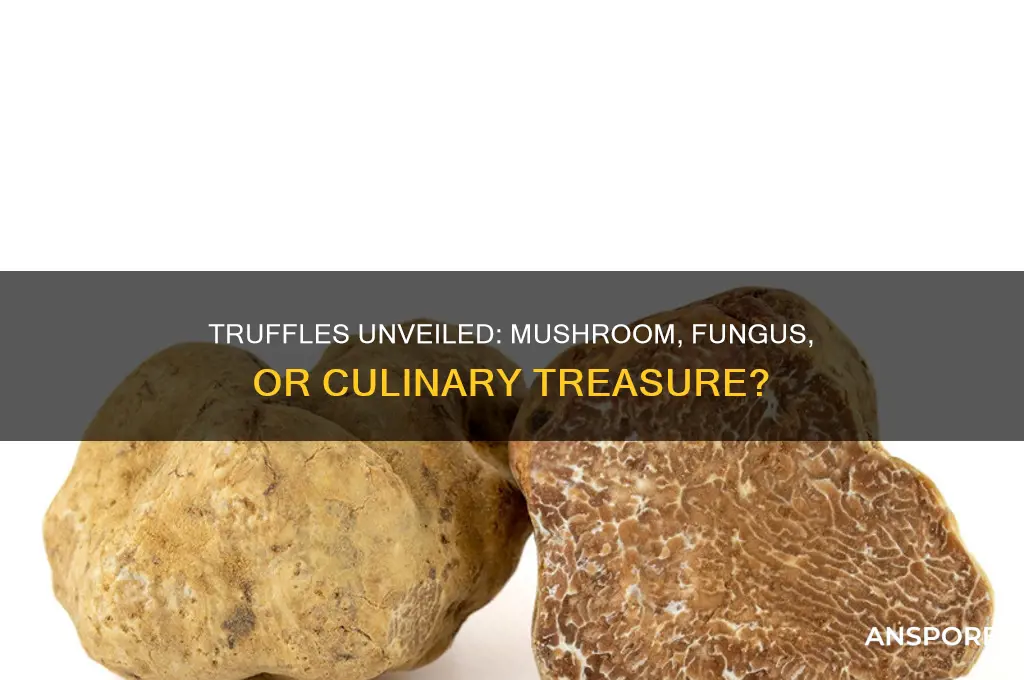 is a truffle a mushroom or a fungus