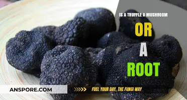 Truffles Unveiled: Are They Mushrooms or Roots? The Truth Revealed