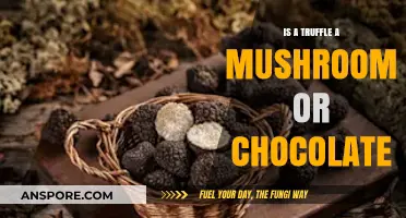 Truffles Unveiled: Mushroom Delicacy or Chocolate Indulgence?
