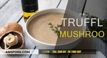 The Truffle Mushroom Mystery: What Are They?