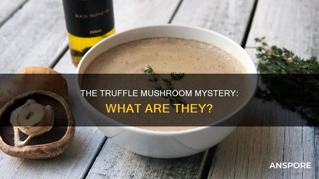 is a truffle mushroom