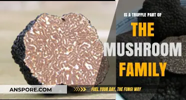 Are Truffles Mushrooms? Unveiling the Fungal Family Connection