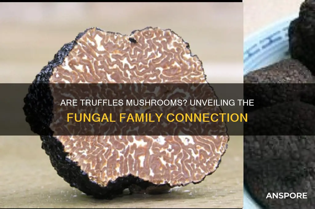 is a truffle part of the mushroom family