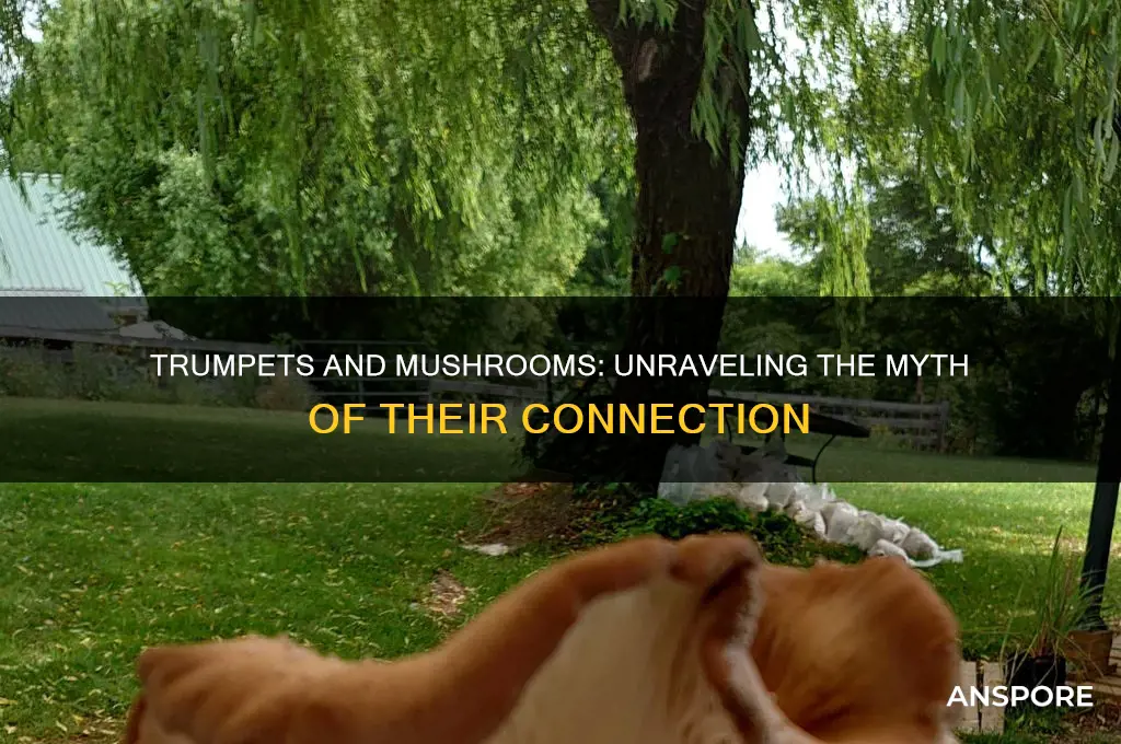 is a trumpet a type of mushroom