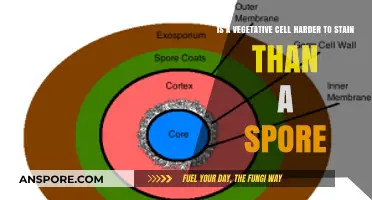 Vegetative Cells vs. Spores: Which is Harder to Stain?