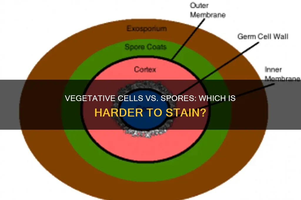 is a vegetative cell harder to stain than a spore