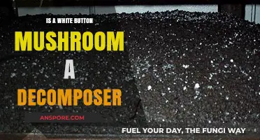 Are White Button Mushrooms Decomposers? Unveiling Their Ecological Role