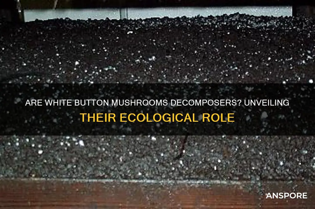 is a white button mushroom a decomposer