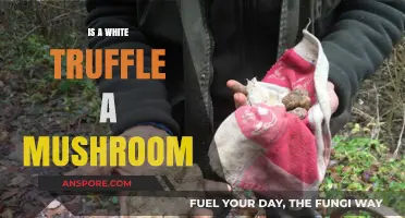 White Truffles: Unveiling the Mystery of This Rare Fungus