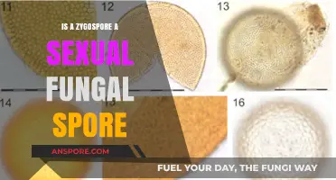 Is a Zygospore a Sexual Fungal Spore? Unraveling the Mystery