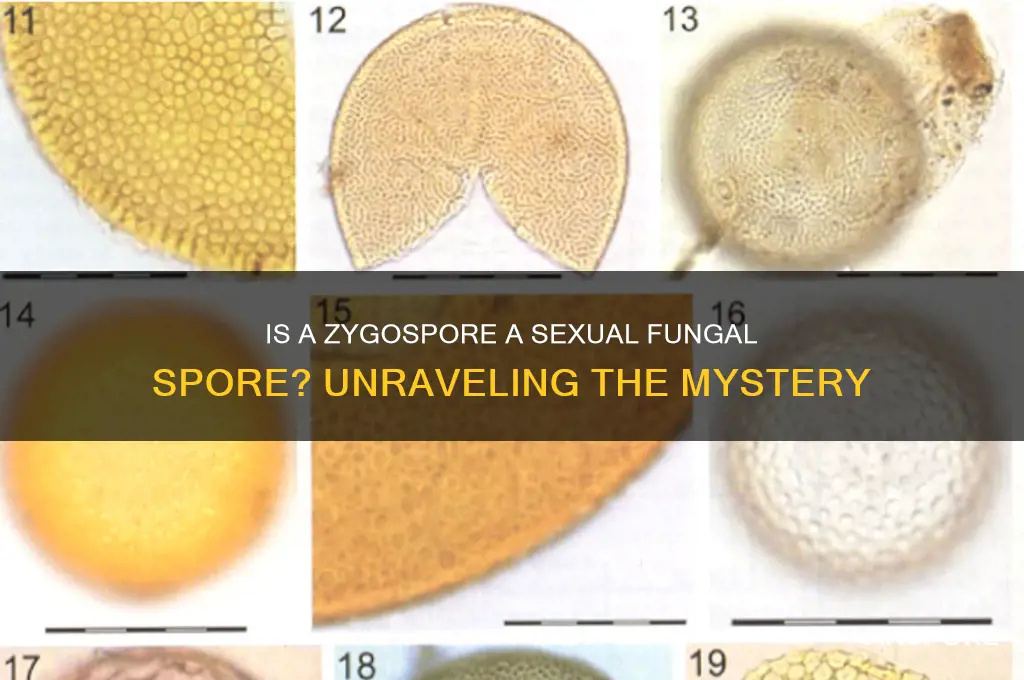 is a zygospore a sexual fungal spore