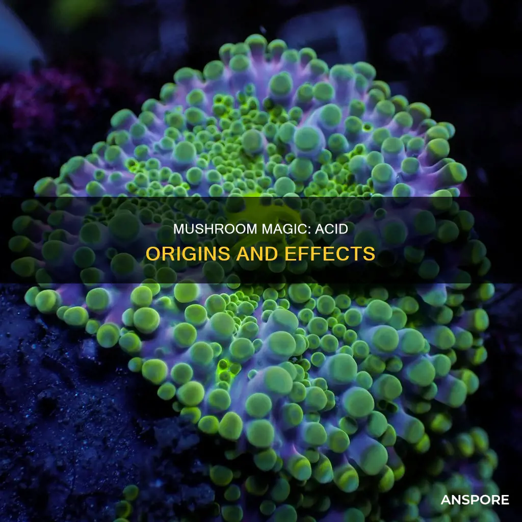 is acid derived from mushrooms