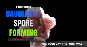 Is Acinetobacter Baumannii Spore-Forming? Unraveling the Truth