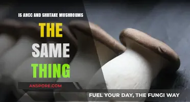 AHCC vs Shiitake Mushrooms: Are They the Same or Different?