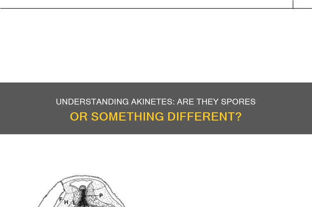 is akinete a spore