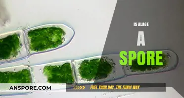 Is Algae a Spore? Unraveling the Truth About Algal Reproduction