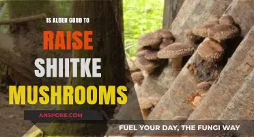 Alder Logs: Ideal Substrate for Growing Shiitake Mushrooms?