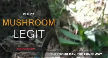 Alice Mushrooms: Legit or a Scam?