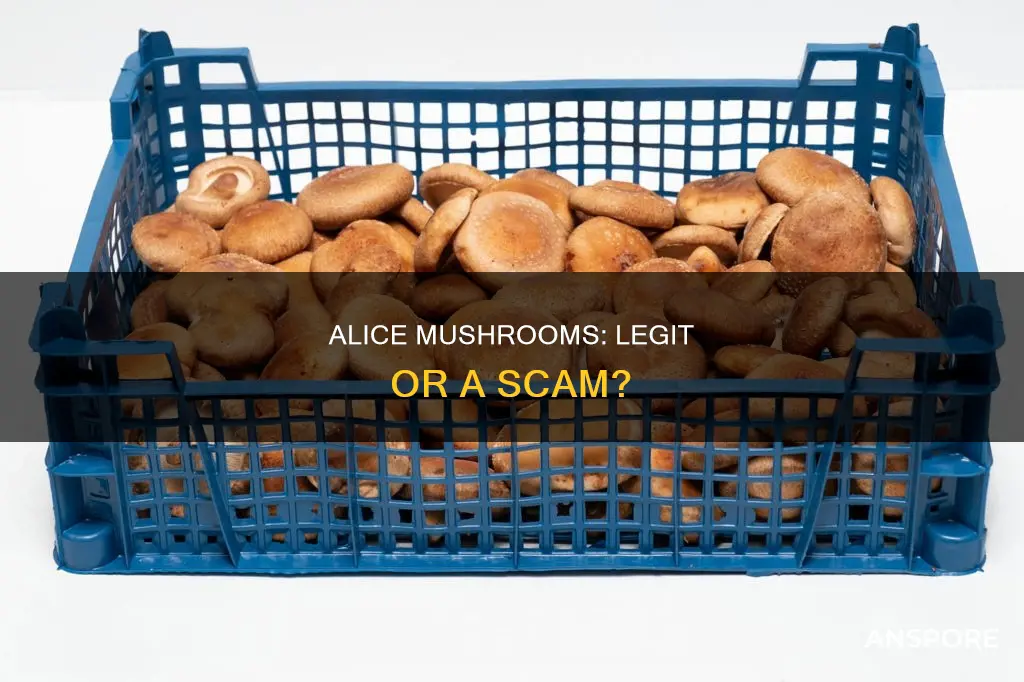 is alice mushrooms legit
