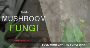 Mushrooms: Are They All Fungi?