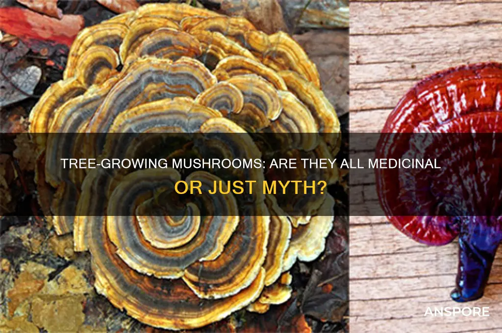 is all mushrooms that grow on trees medicinal